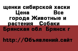 щенки сибирской хаски  › Цена ­ 10 000 - Все города Животные и растения » Собаки   . Брянская обл.,Брянск г.